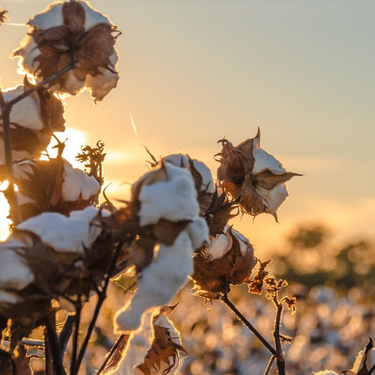6 Reasons Buying Organic Cotton Underwear is Better